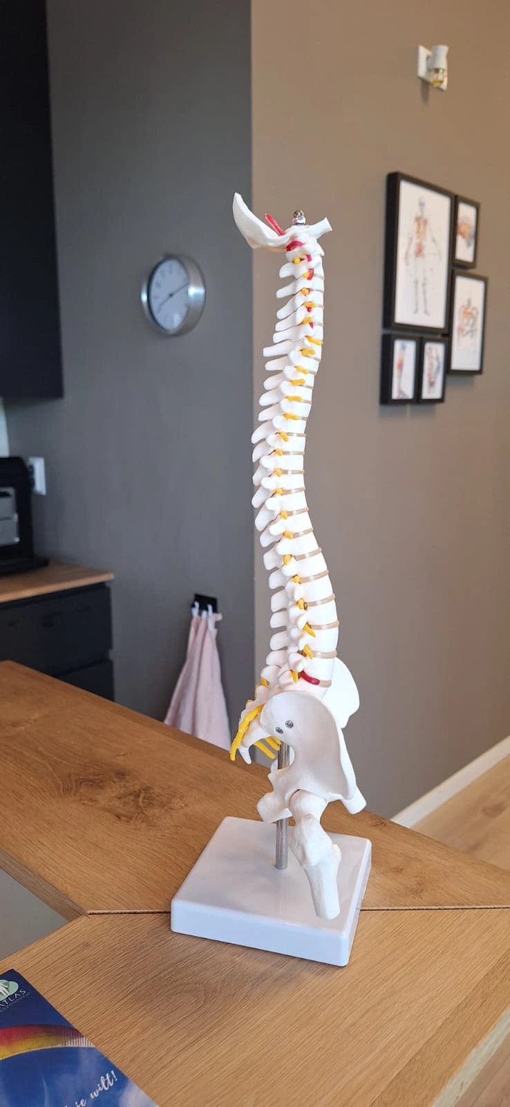 Wervelkolommodel in de praktijk van Atlas Chiropractie Leidsche Rijn